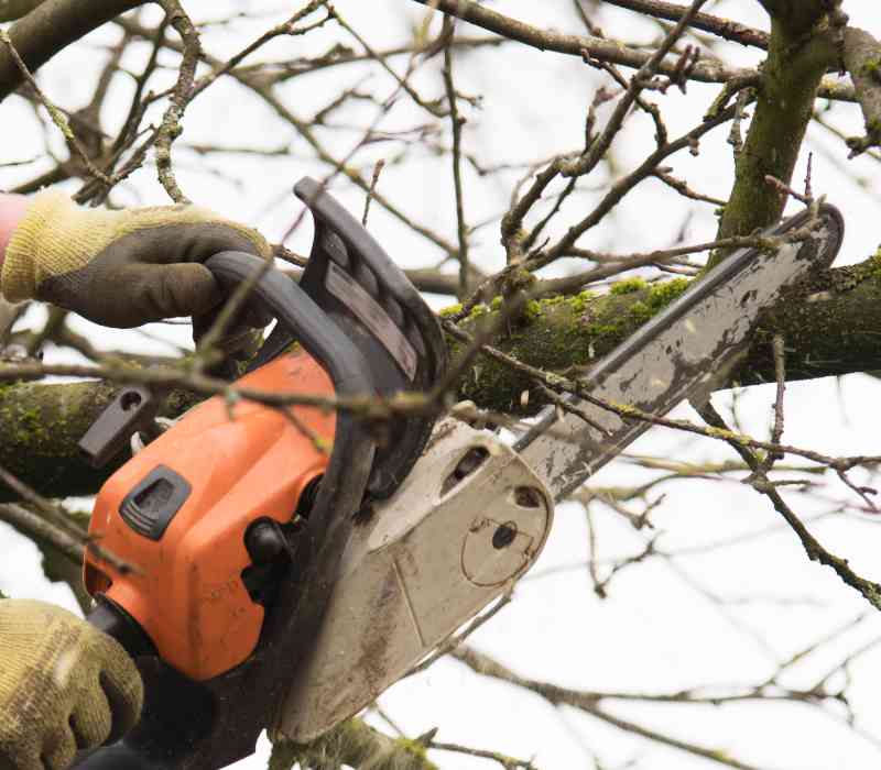 Baumfällungen - ein Service von Baum- und Gartenpflege Frey