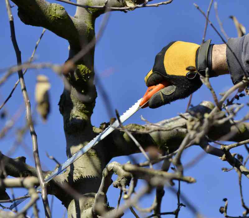 Baumpflege - ein Service von Baum- und Gartenpflege Frey