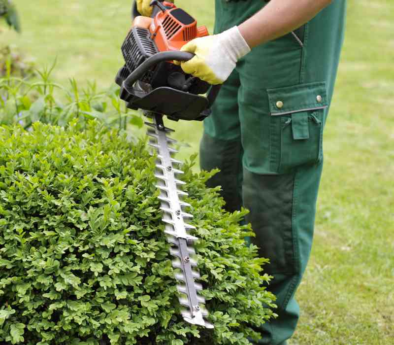 Formgehölzpflege - ein Service von Baum- und Gartenpflege Frey