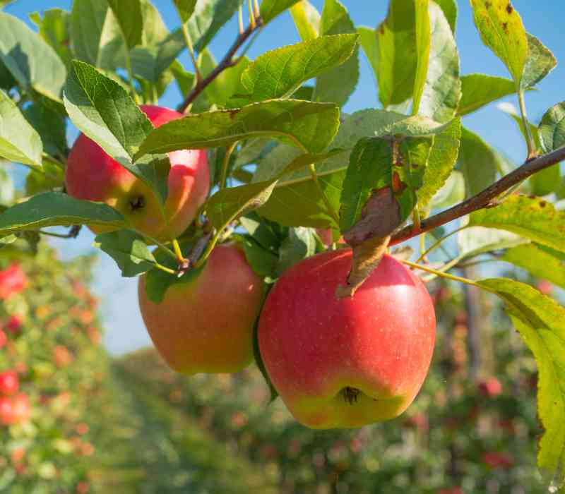 Obstbaumpflege - ein Service von Baum- und Gartenpflege Frey