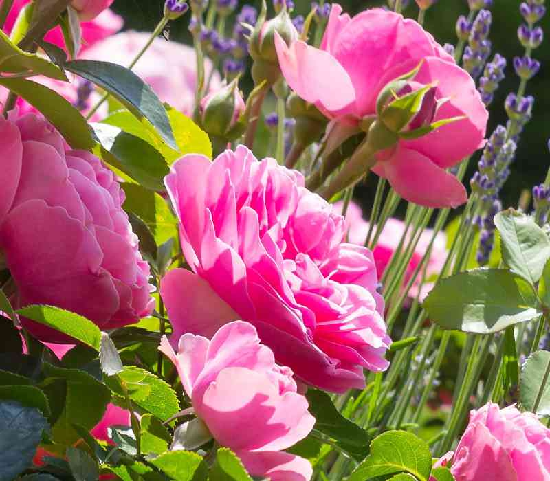 Rosenpflege - ein Service von Baum- und Gartenpflege Frey